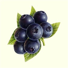 ,  ���������