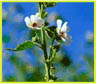   (Malva Leaves)